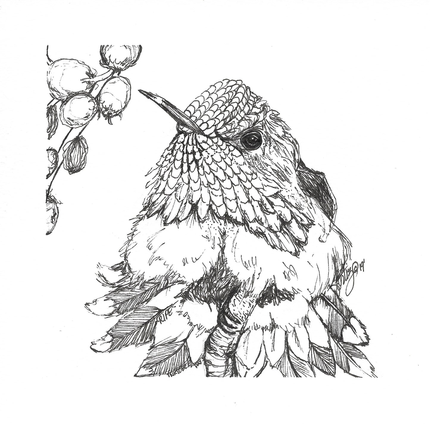 Inktober Humming Birds